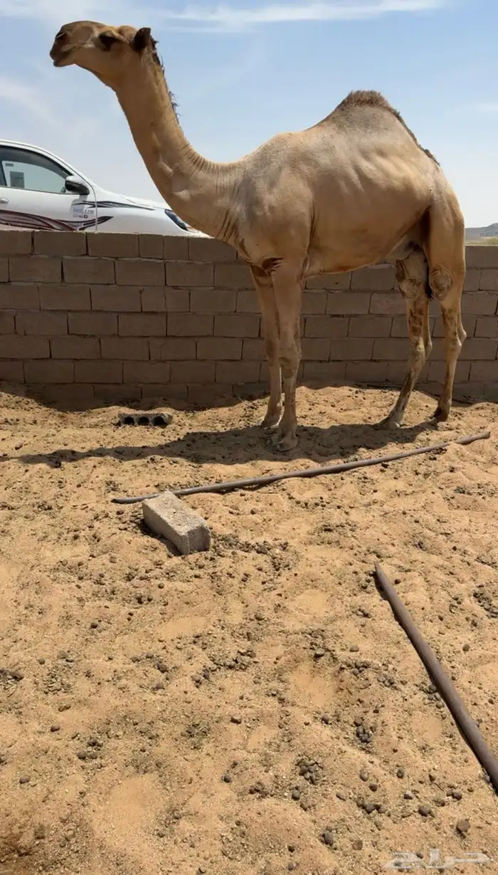 قعود جذع علا الهدب 0
