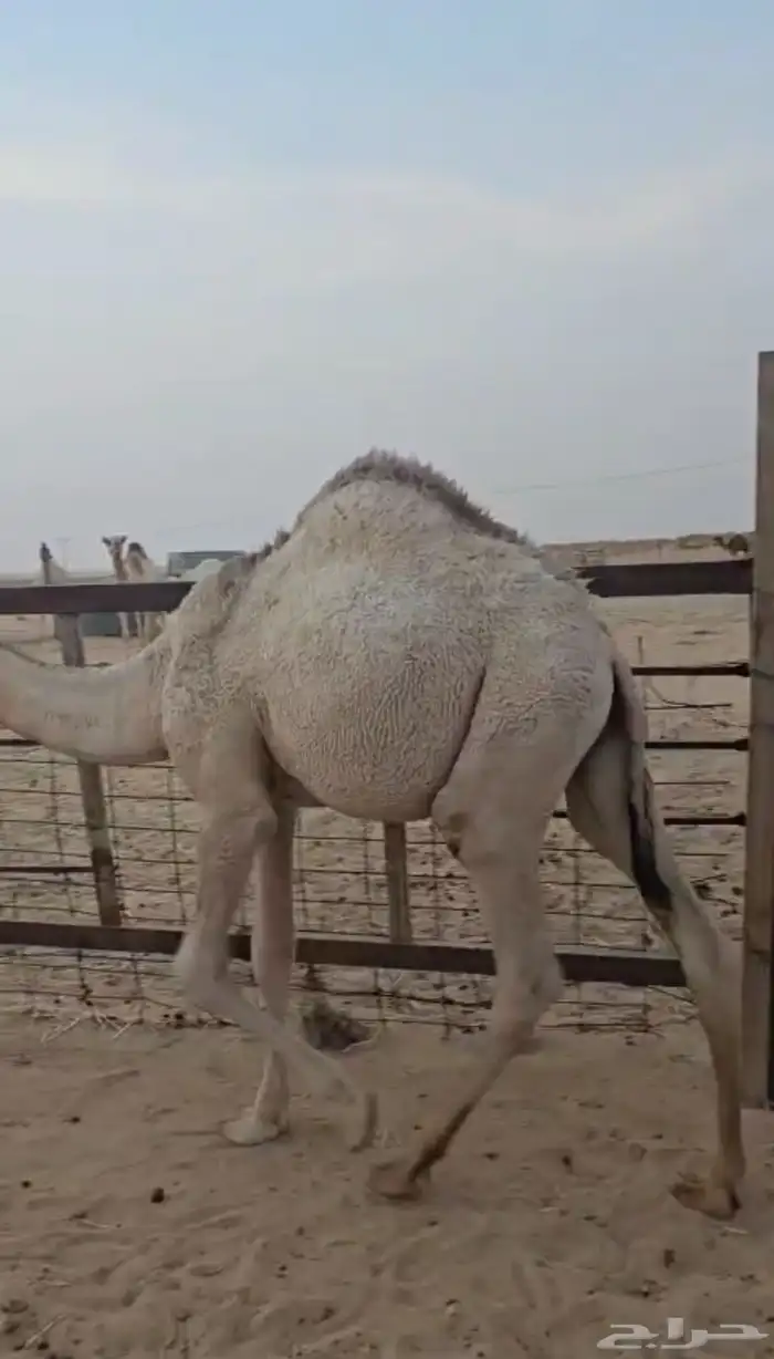 للبيع قعود قصب 2