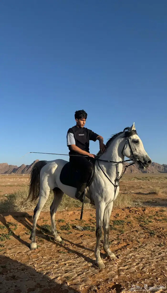 حصان شعبي شيخ طرب 0