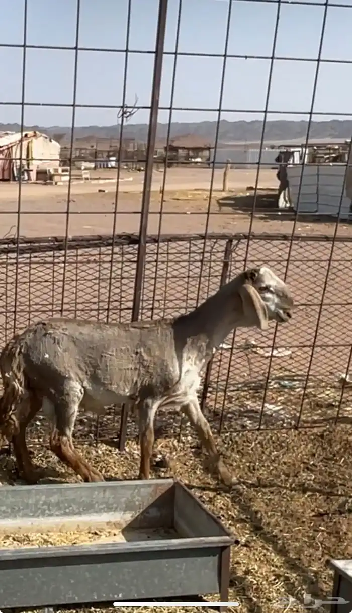 مشروع فحل عمره 7شهر للبيع المطور مربط الجزيرة بالطائف 0