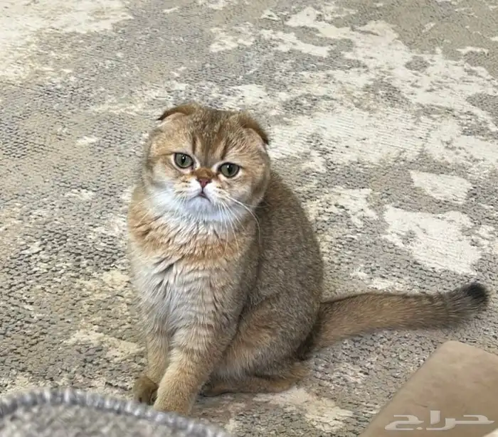 قط سكوتش بريطاني للبيع 3