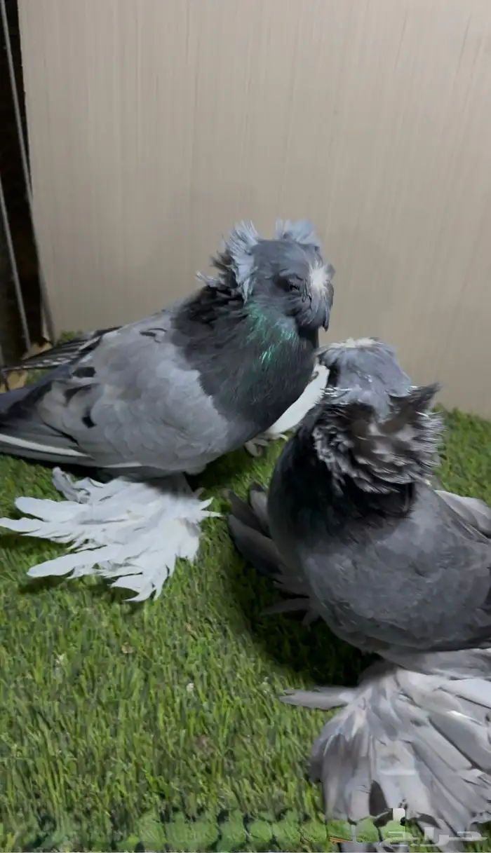 جوز بخاره بلو بار حامل بارليس 9