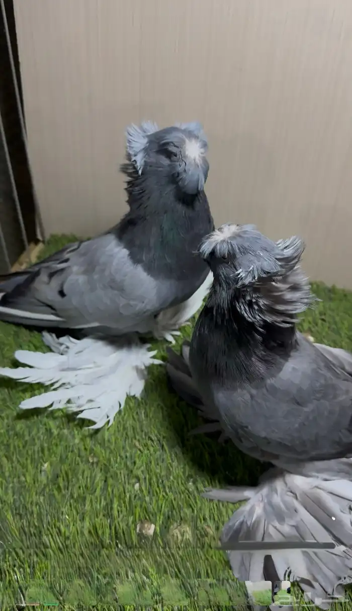 جوز بخاره بلو بار حامل بارليس 1