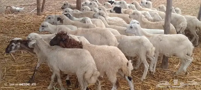 رخال رفيدي من 420 ريال 0
