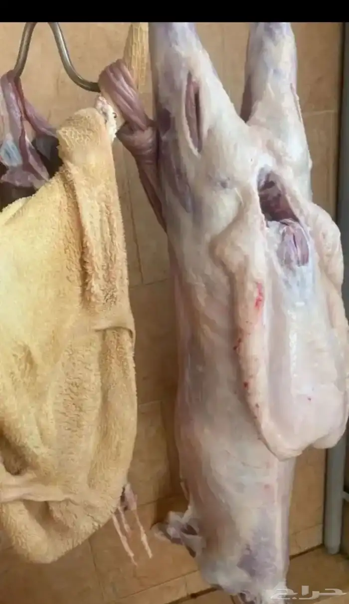 طليان وا رخال 7