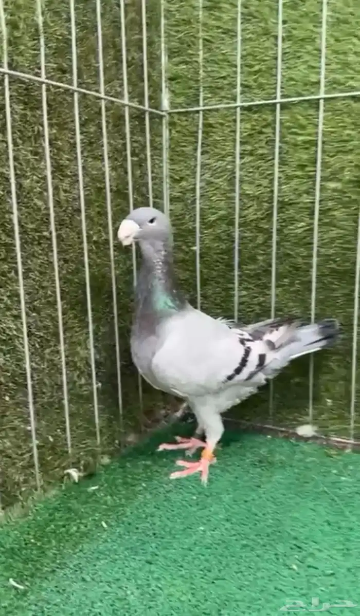 للبيع جوز هومر 2