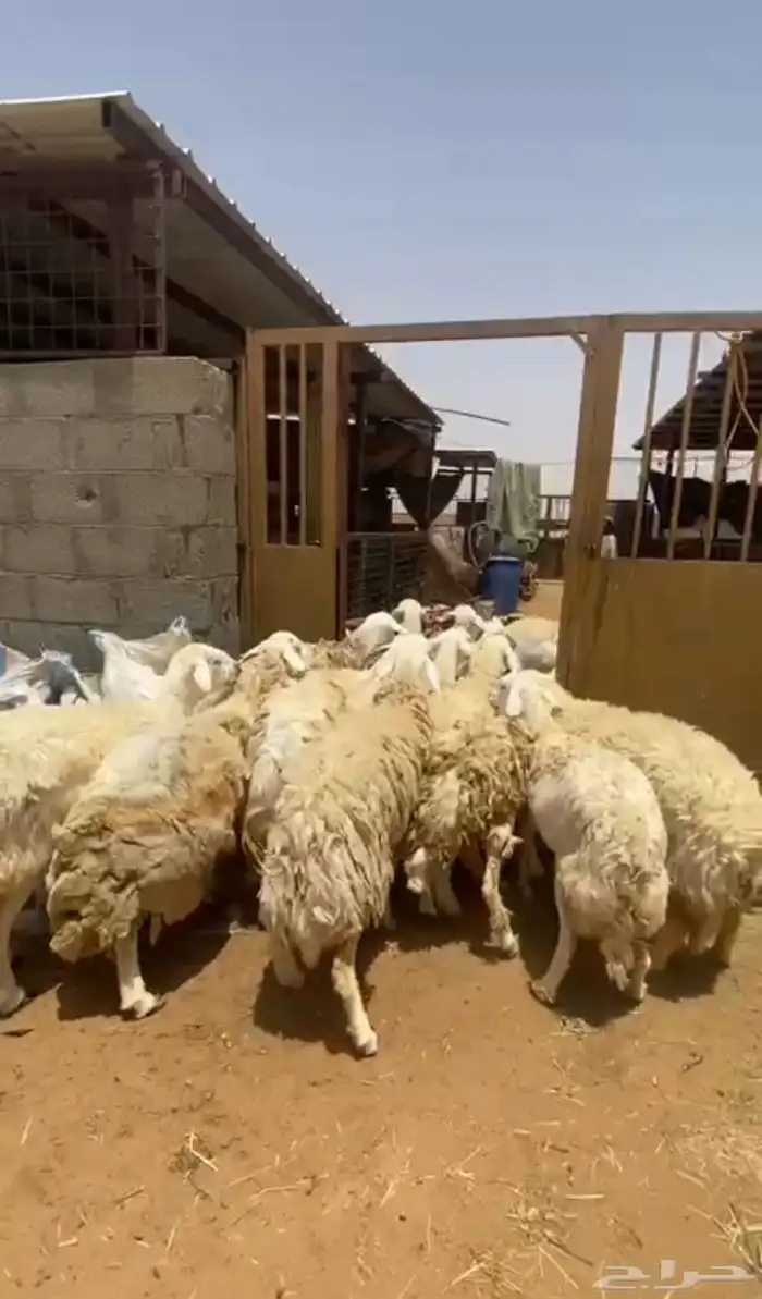 مراح غنم حريات طايفيات دفيع 2