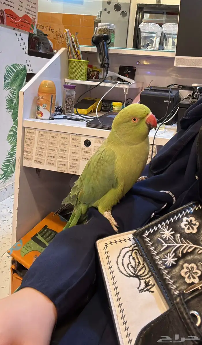 ببغاء الدره الهندي 3
