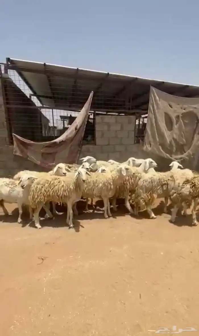مراح غنم حريات طايفيات دفيع 0