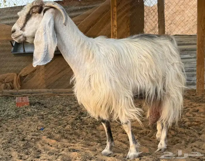 3 معزا صحتها شرط وديودها سلم وفيها 1 حليب 6