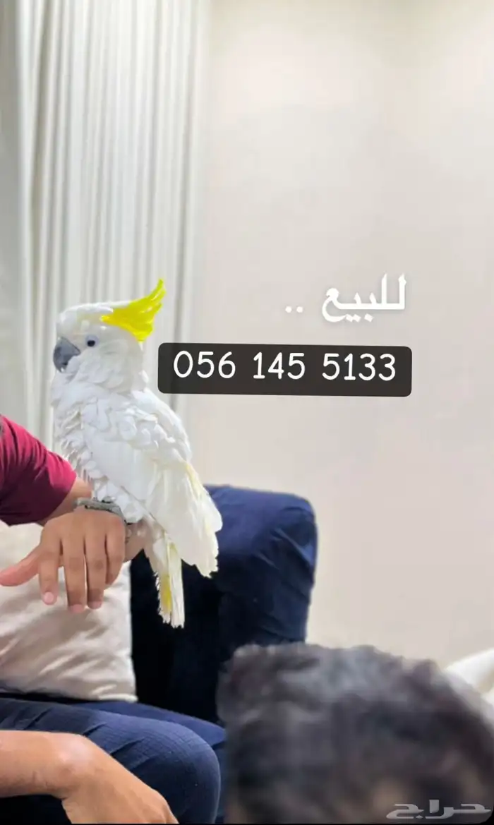 كوكاتو 0