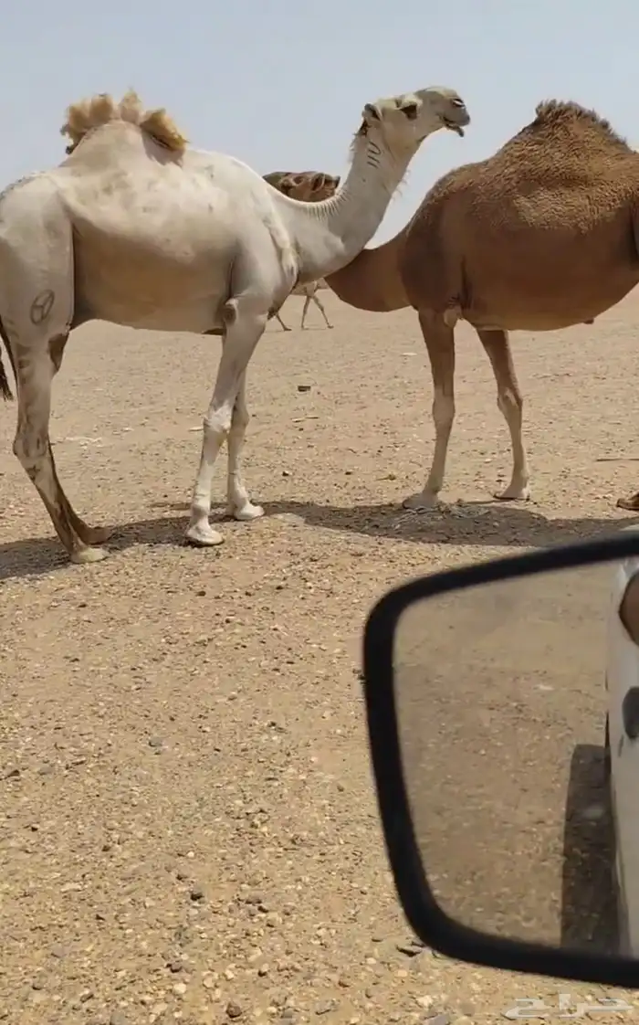 للبيع قعود كفو 0