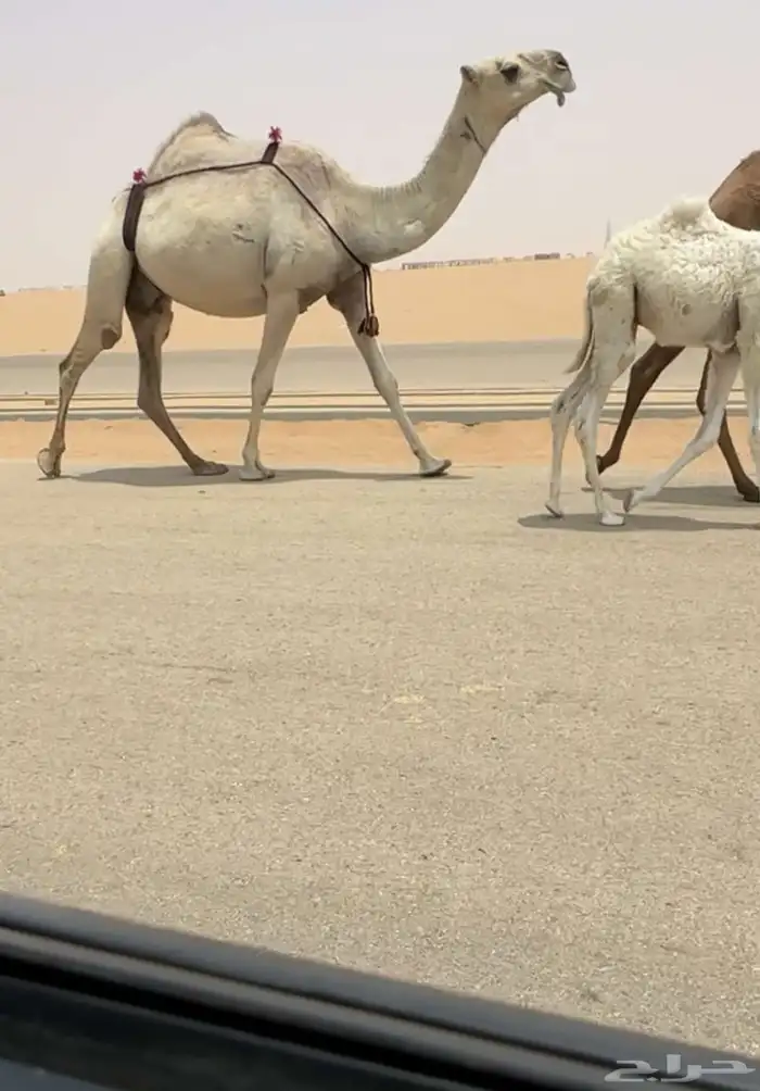 خلفه شقحا 0
