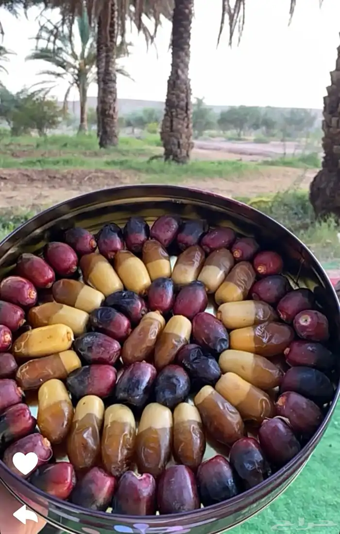 بقلاوة اغسطس 1