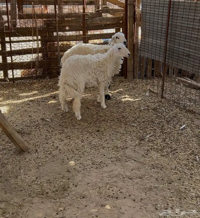 رخال طيبه 1