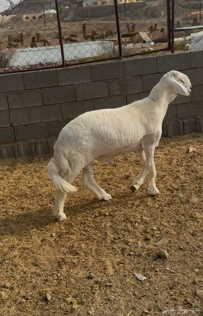 طلي مشروع فحل للبيع 0
