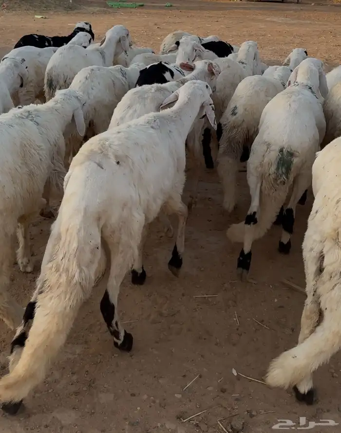 سواكن للبيع 0