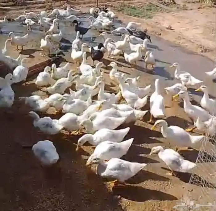 بط بكيني القريات   العدد 150   البيع 20 جملة العمر شهر 1