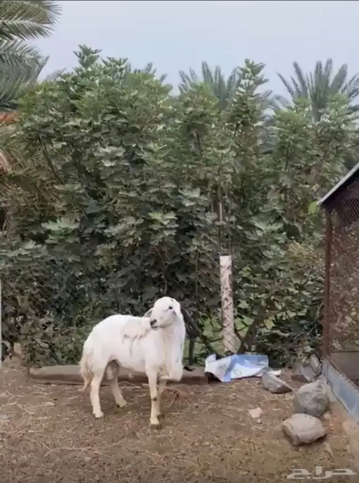 خروف فحل مشروط 2