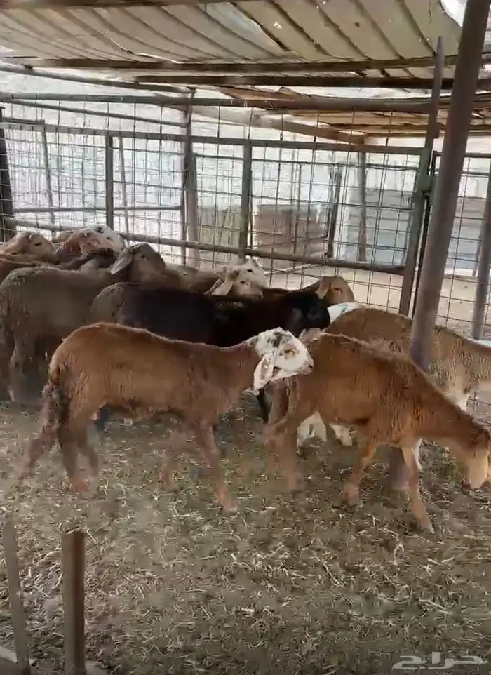 طليان تربية ذبايح سواكني 3