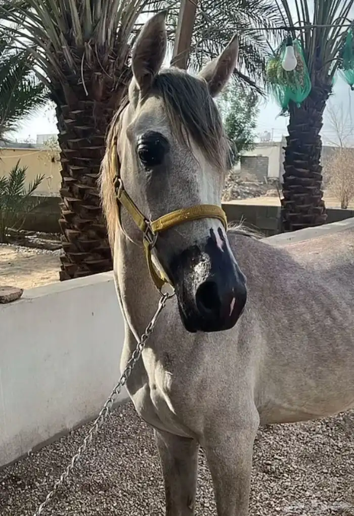 مهر عربي اصيل له مستقبل بإذن الله هيبه كرزما شخصيه قويه 16