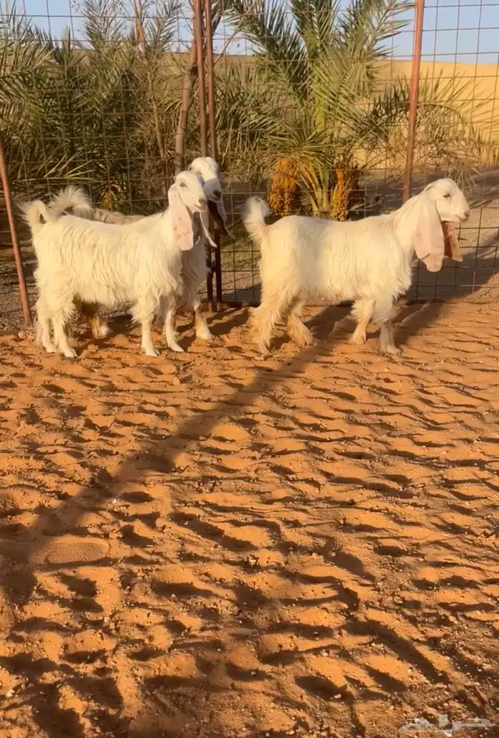 جفرات عوارض بيض صنف فاخر خصم تم البيع 0