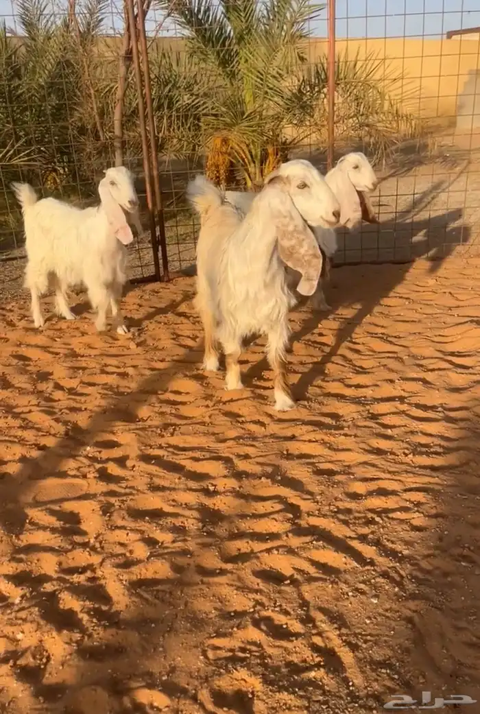 جفرات عوارض بيض صنف فاخر خصم تم البيع 2