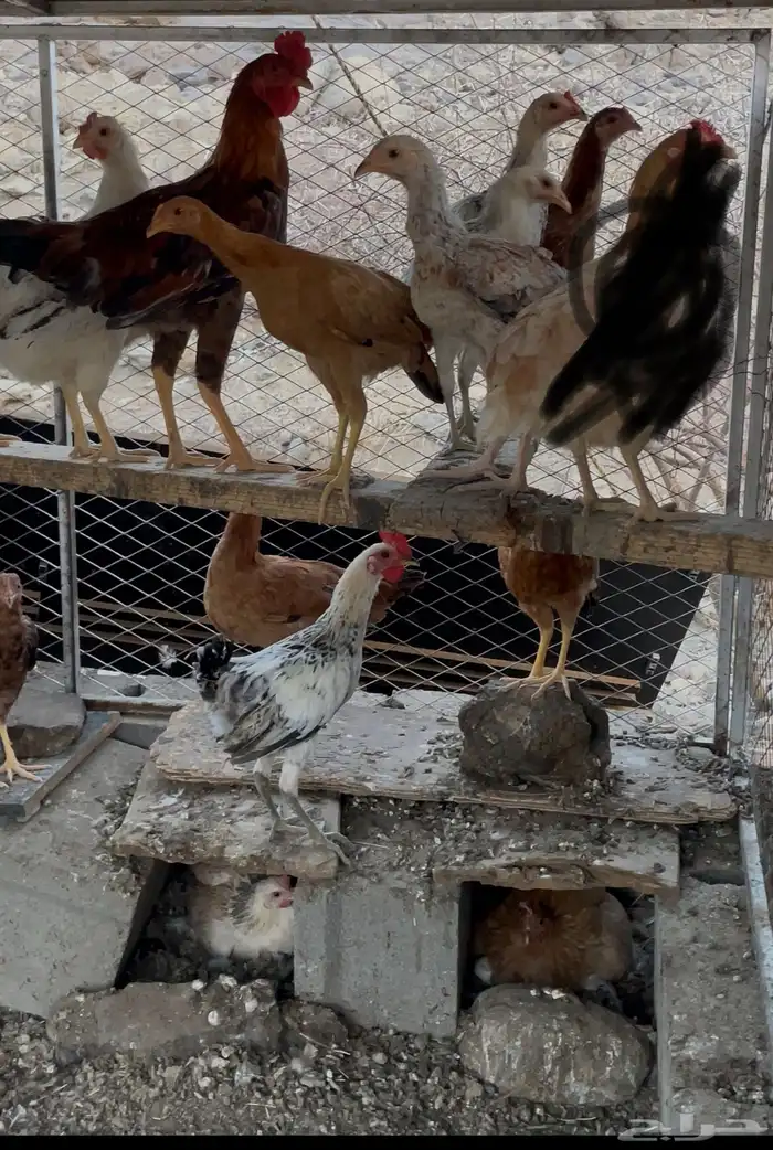 خيبر الجنوب 0