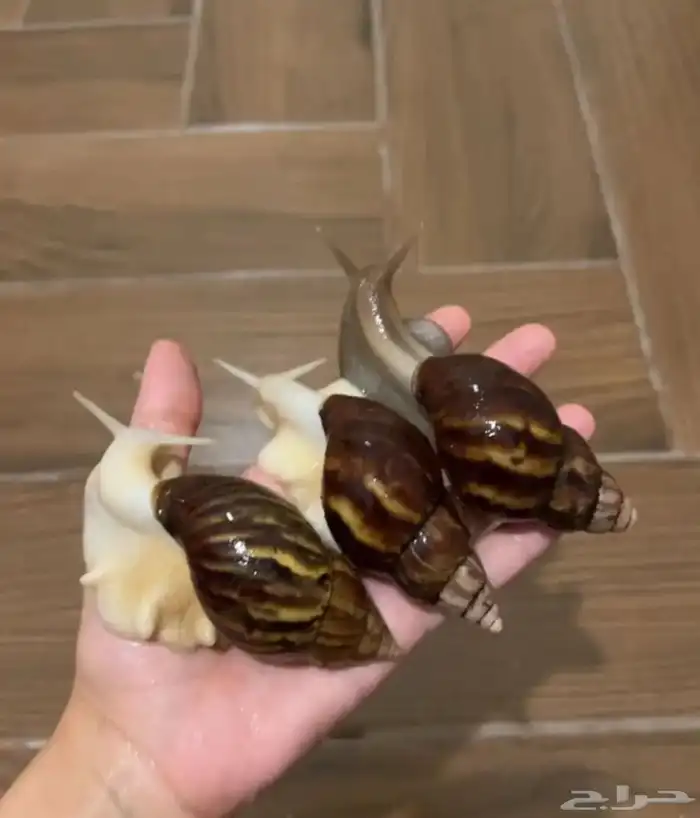 حلزون للبشره 1
