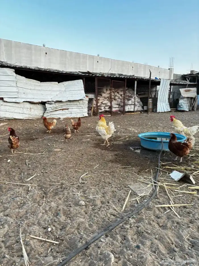 دجاج 0