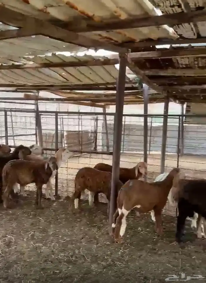 طليان تربية ذبايح سواكني 1