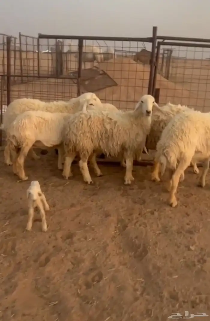 للبيع غنم حريات حرش صنف رخال كفو 1