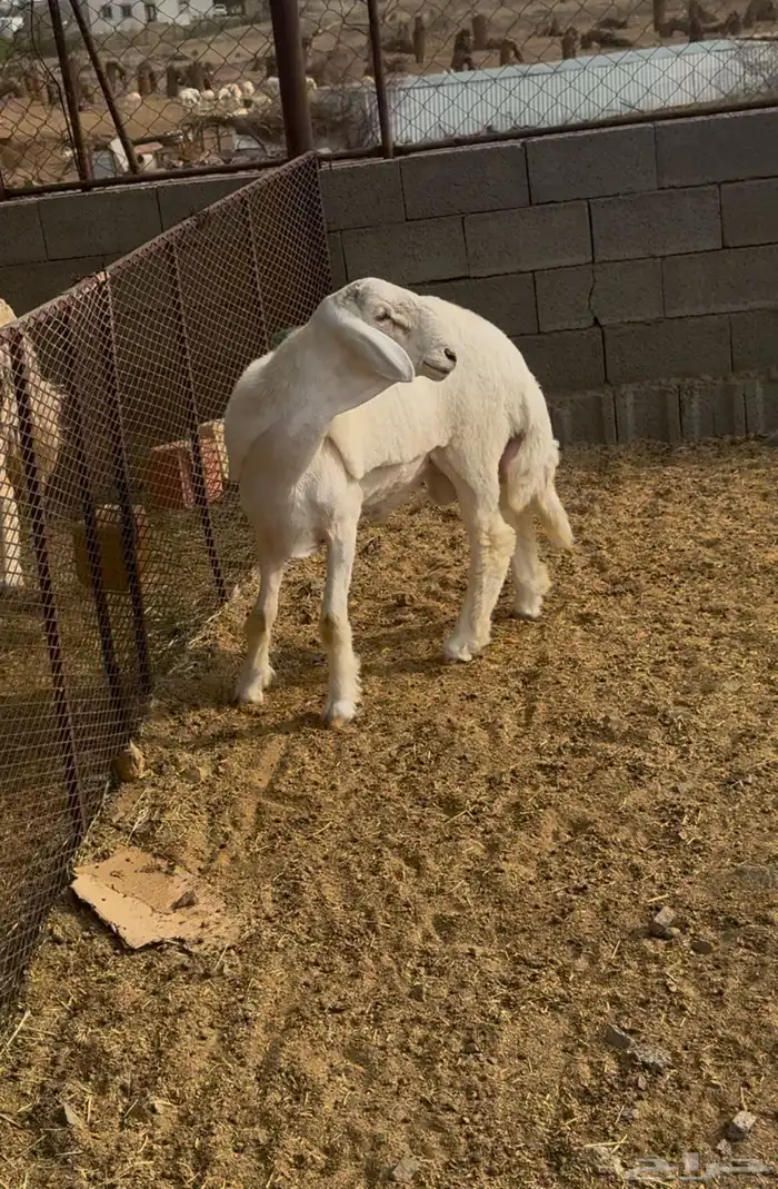 طلي مشروع فحل للبيع 5