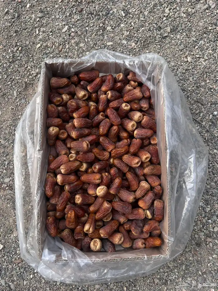 تمر برني العيص انتاج السنه 11