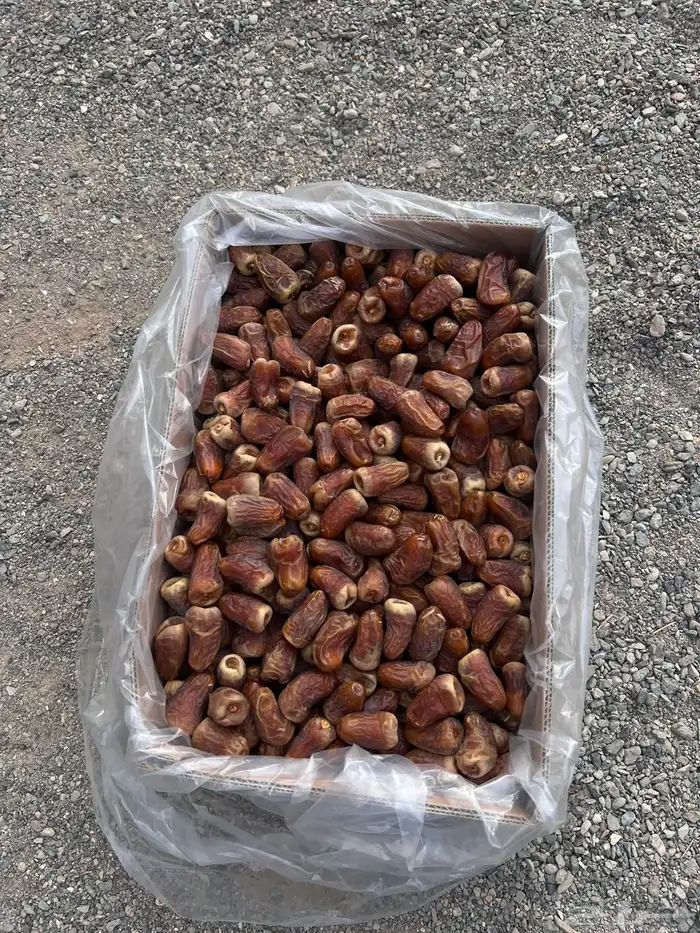 تمر برني العيص انتاج السنه 8