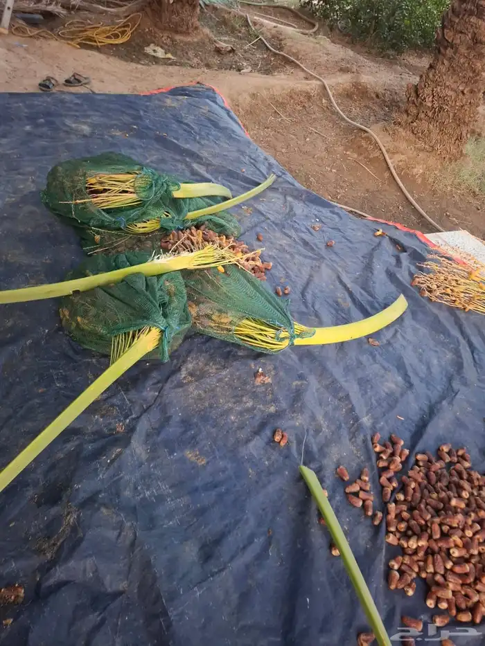 تمر برني العيص انتاج السنه 15