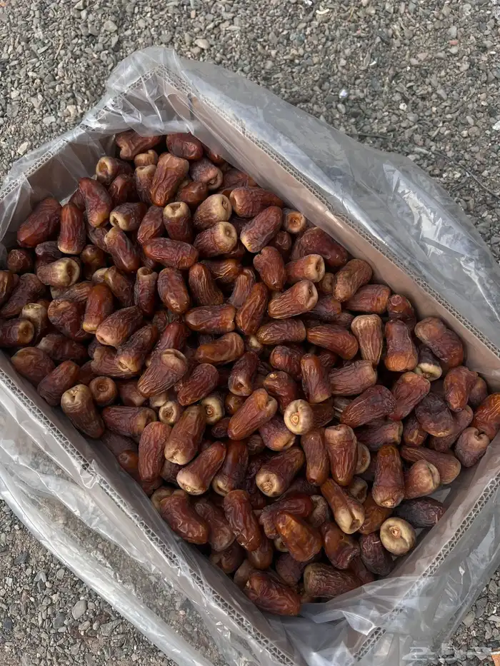 تمر برني العيص انتاج السنه 12