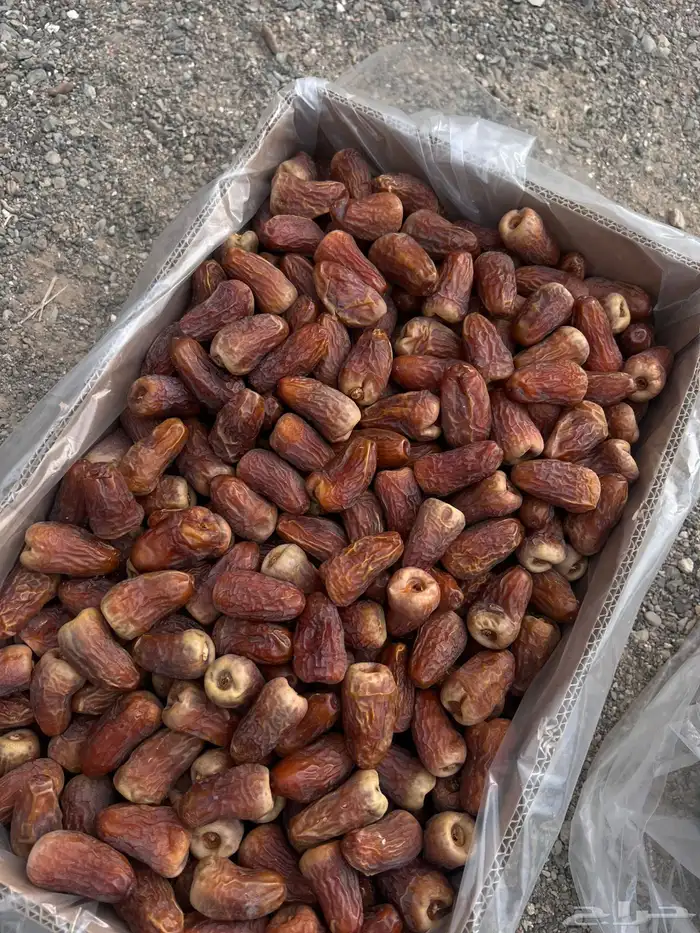 تمر برني العيص انتاج السنه 3