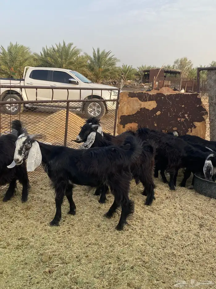 بيع تيوس 2