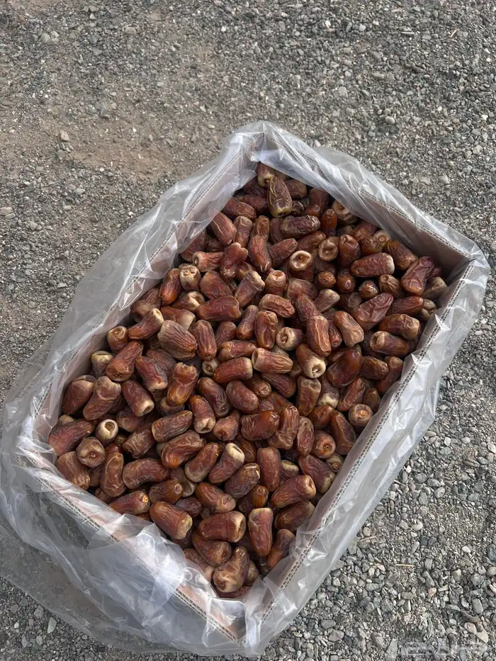 تمر برني العيص انتاج السنه 9