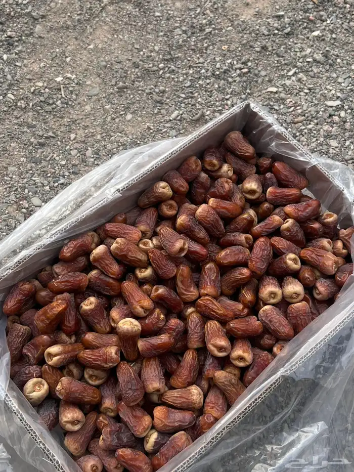 تمر برني العيص انتاج السنه 7