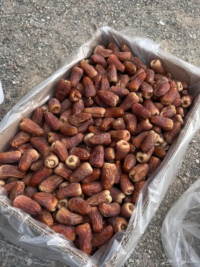 تمر برني العيص انتاج السنه 4