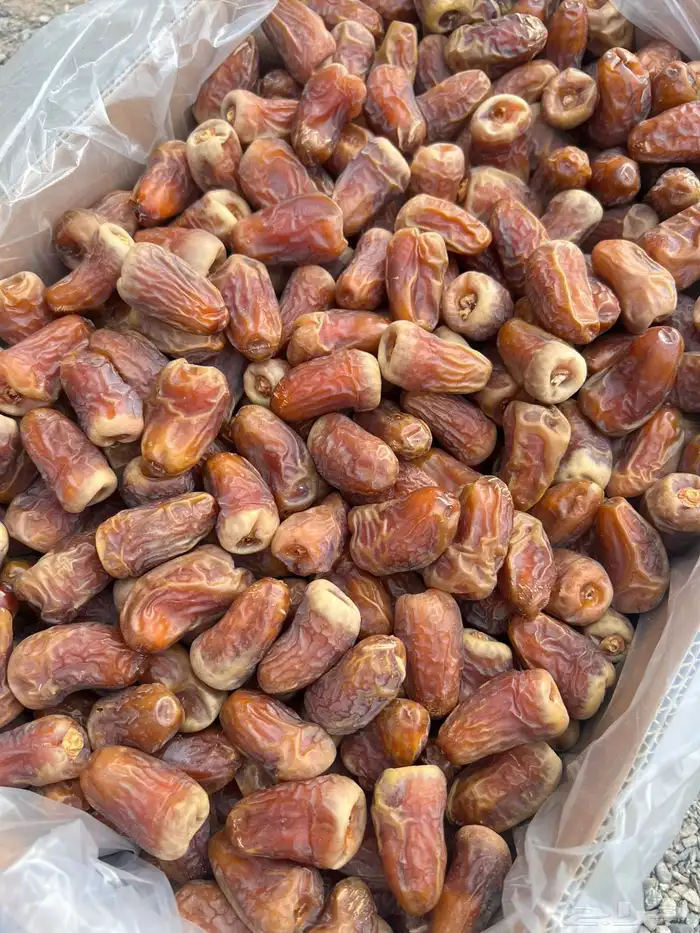 تمر برني العيص انتاج السنه 5