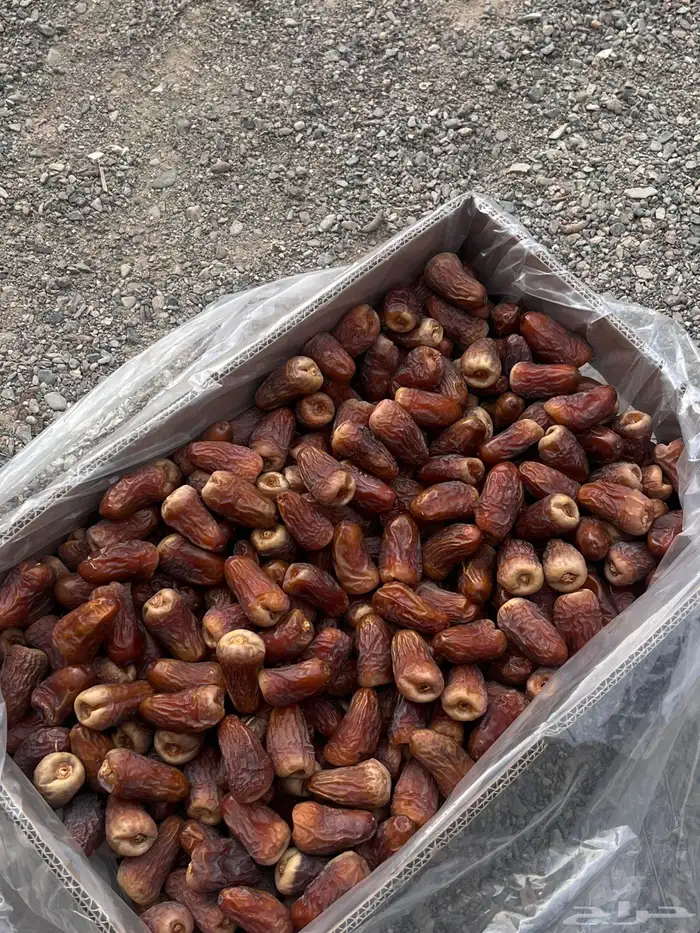 تمر برني العيص انتاج السنه 10