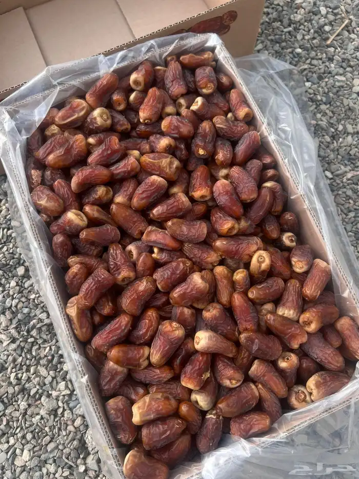 تمر برني العيص انتاج السنه 2