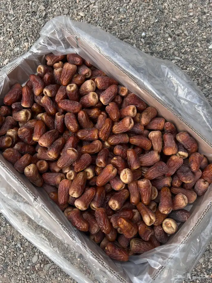 تمر برني العيص انتاج السنه 13