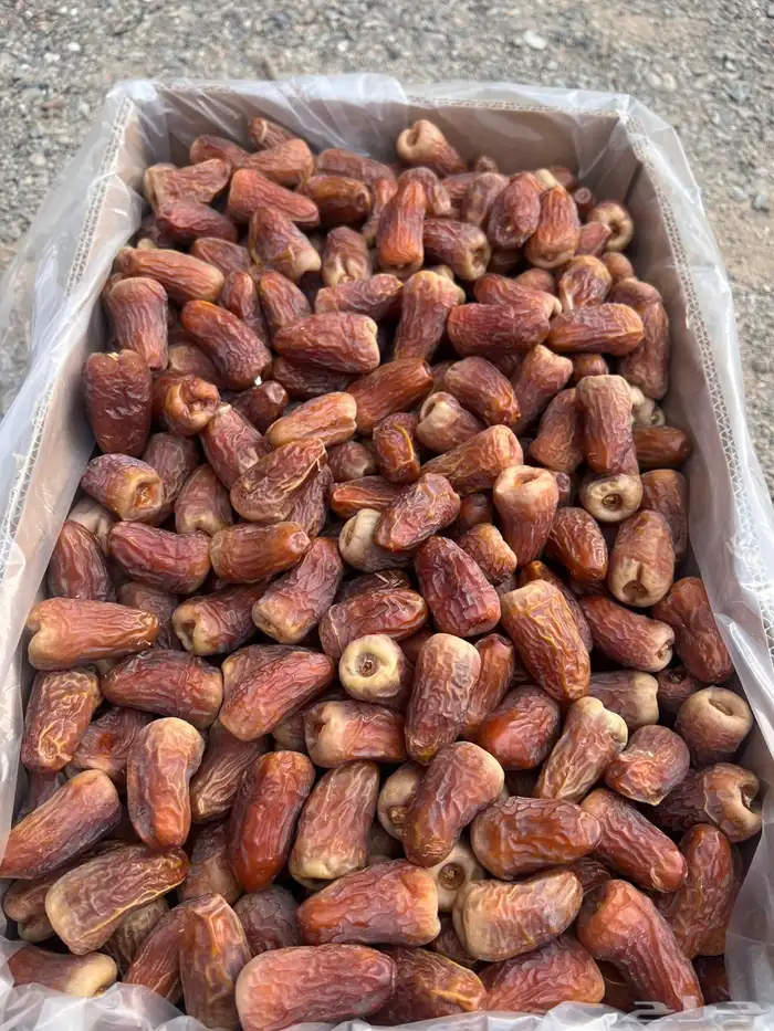 تمر برني العيص انتاج السنه 1