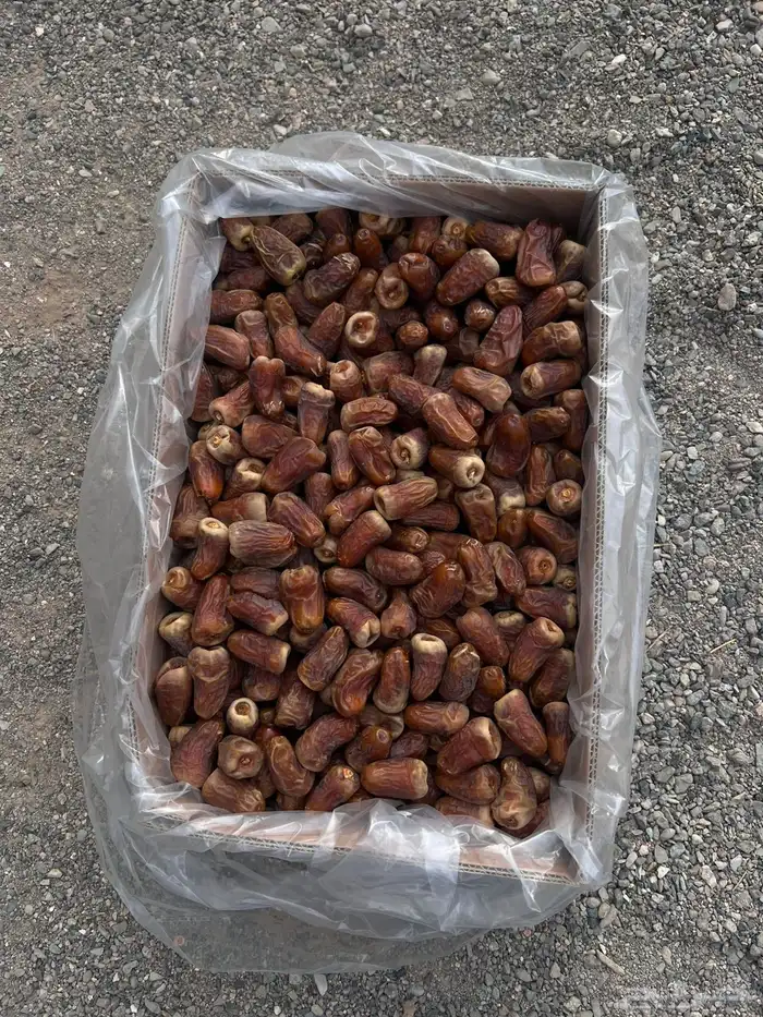 تمر برني العيص انتاج السنه 6