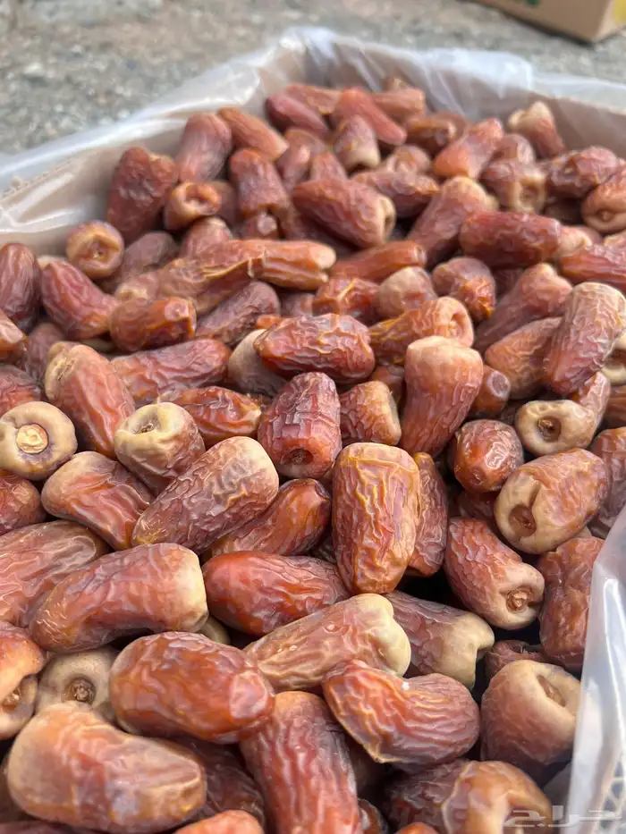 تمر برني العيص انتاج السنه 0