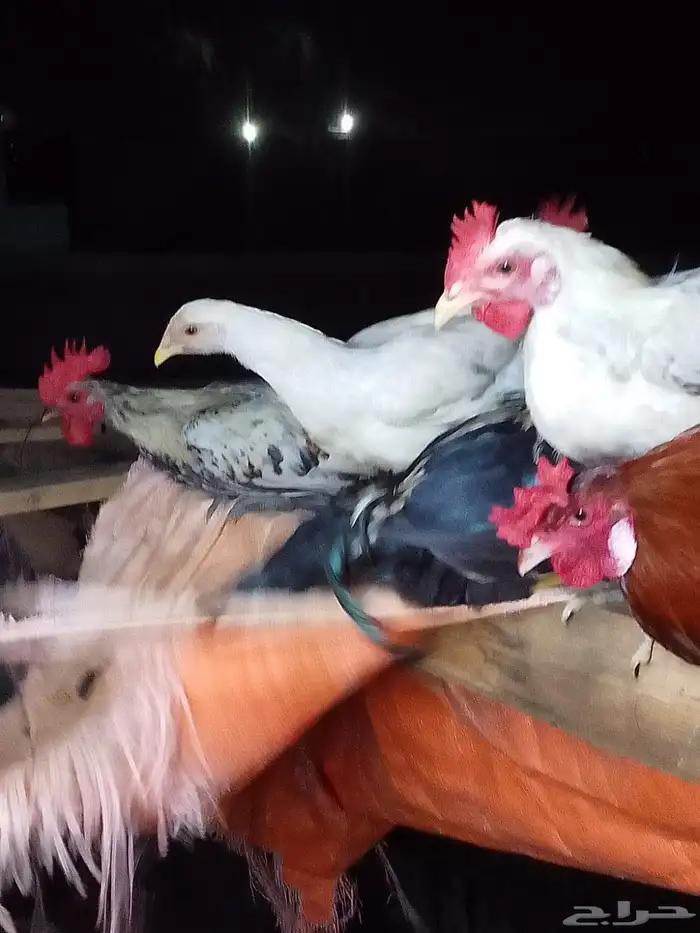 ألف 4